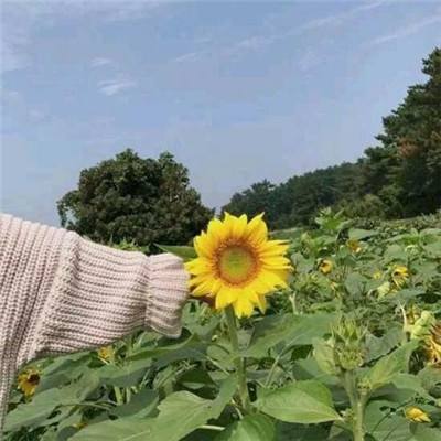 推特破解版免费网站下载