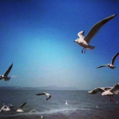 血色浪漫免费完整版