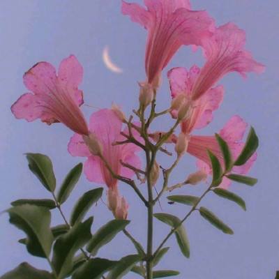芒果神射手