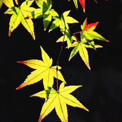 乱世曹操传