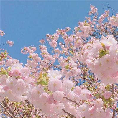 荒野日记:孤岛