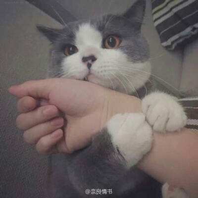 兽娘通信 ~牛娘贝尔~